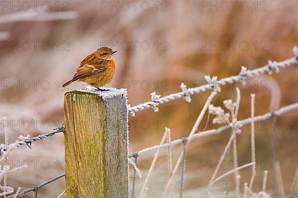 Common Stonechat