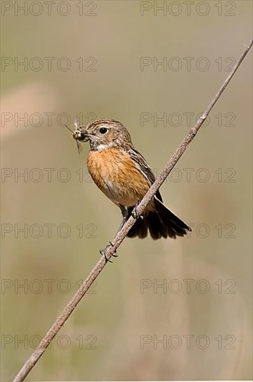 Saxicola torquatusnic Stonechat