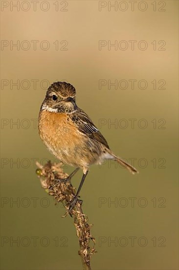 Saxicola torquatusn. Stonechat