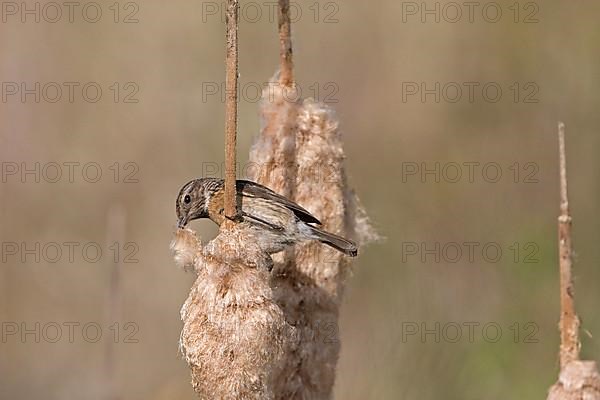 Saxicola torquatusniolan Stonechat