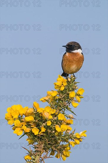 Saxicola torquatusniolan Stonechat