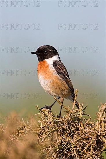 Saxicola torquatusniolan Stonechat