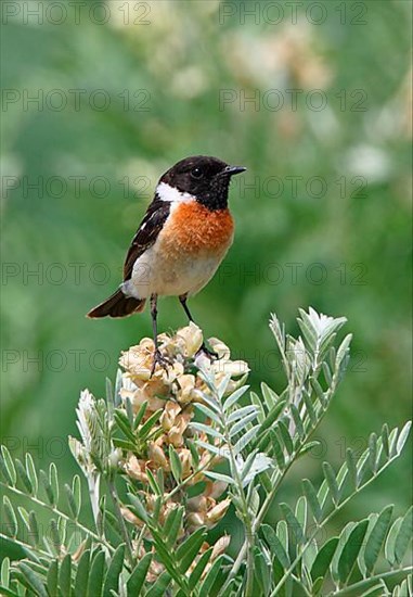 Siberian Stonechat