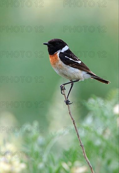 Siberian Stonechat