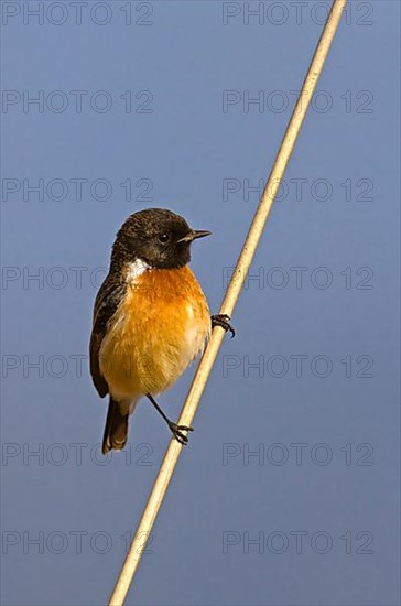 Siberian Stonechat