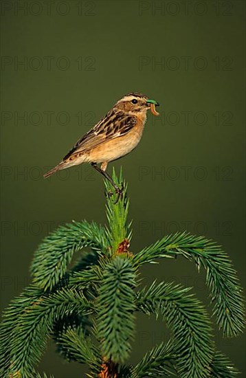 Whinchat