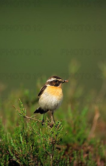 Whinchat