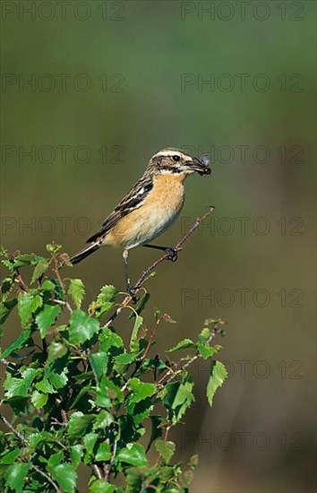 Whinchat