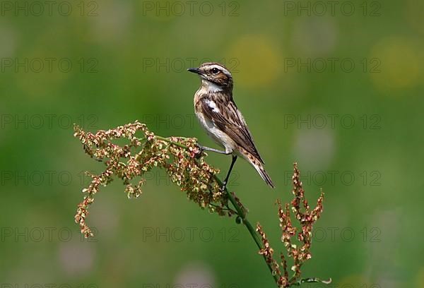 Whinchat