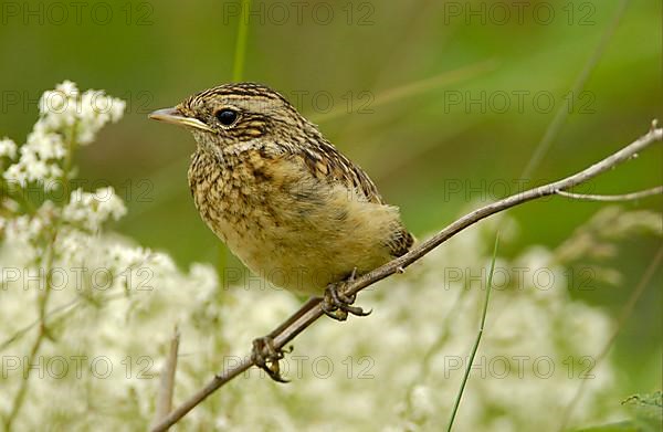 Whinchat