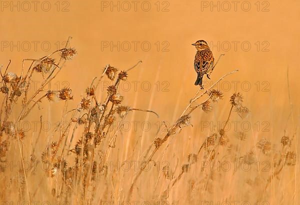 Whinchat