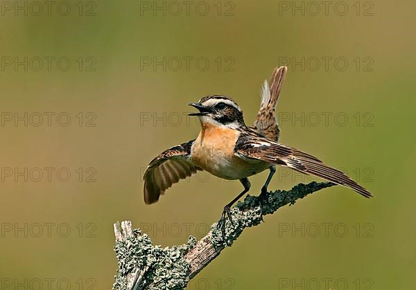 Whinchat