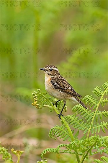 Whinchat