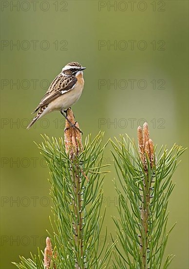 Whinchat