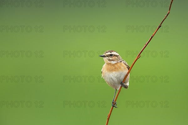 Whinchat