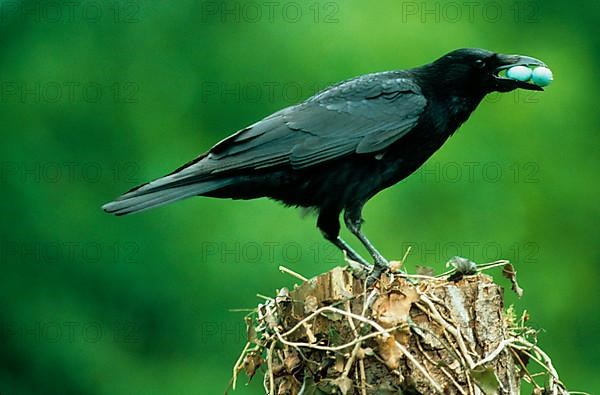 Carrion Crow