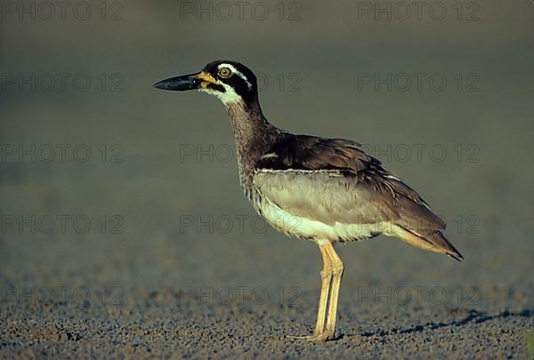 Beach stone-curlew