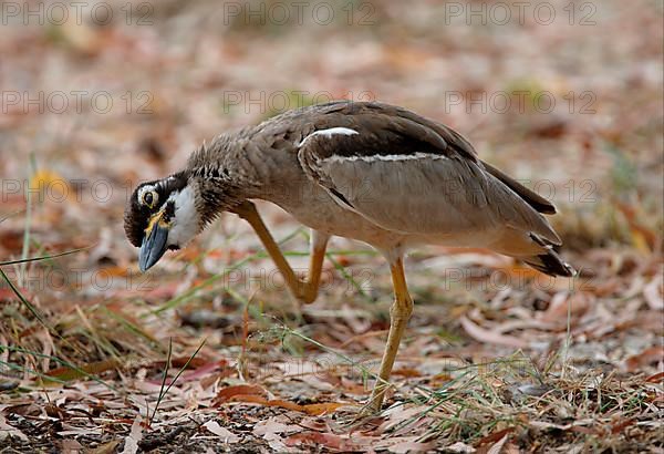 Beach stone-curlew