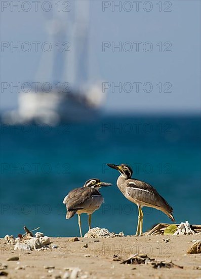 Beach stone-curlew