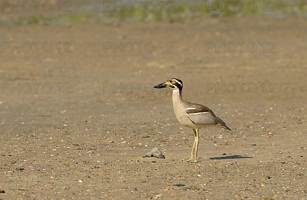 Beach Stone-curlew