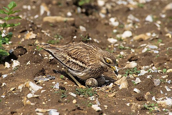 Eurasian stone curlew