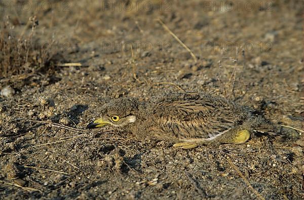 Stone curlew