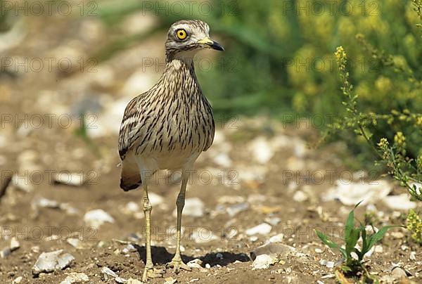 Stone curlew