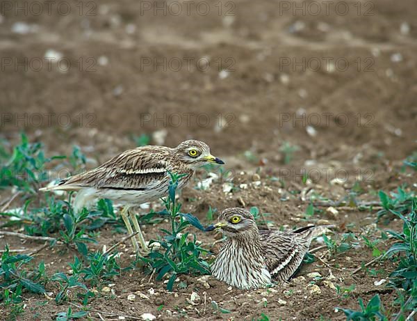 Stone curlew