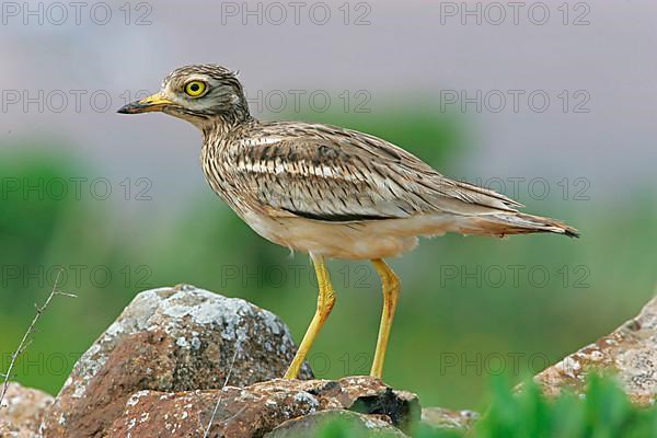 Eurasian Stone-curlew