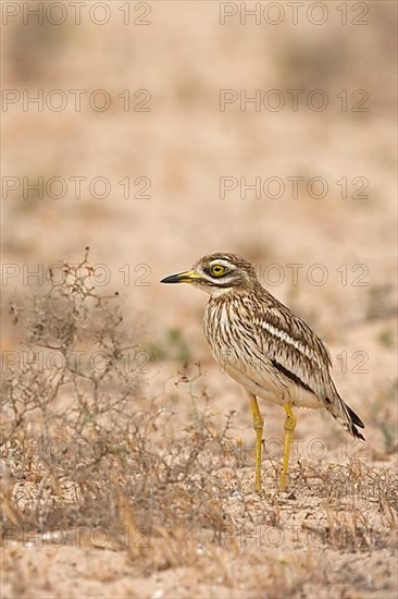 Eurasian stone curlew