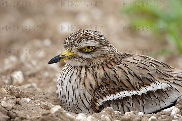 Eurasian stone curlew