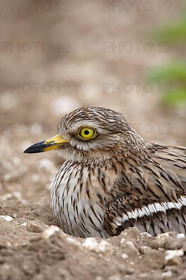 Eurasian stone curlew