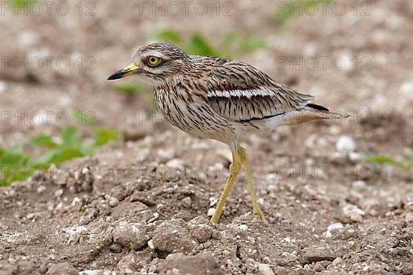 Eurasian stone curlew