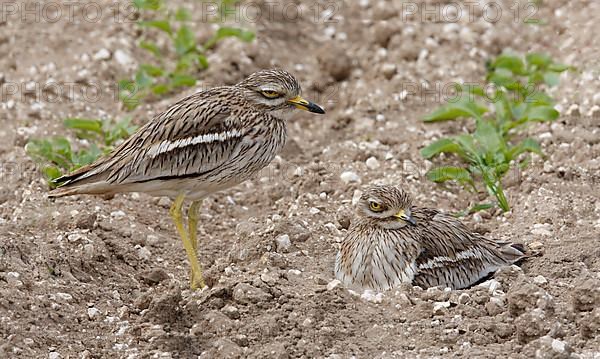 Eurasian stone curlew