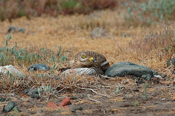 Eurasian Stone-curlew