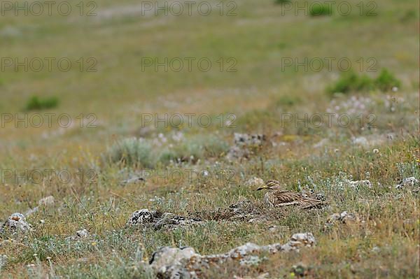 Eurasian Stone-curlew