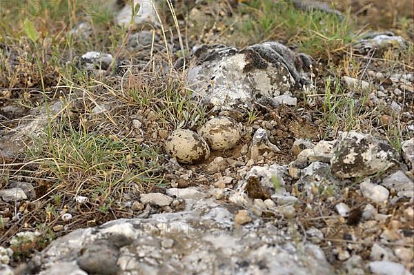 Eurasian Stone-curlew