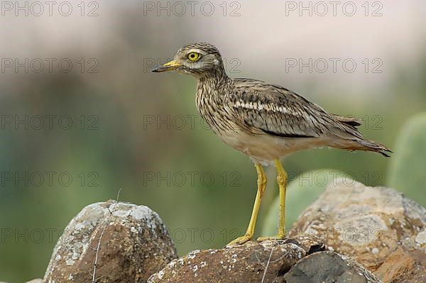 Eurasian Stone-curlew