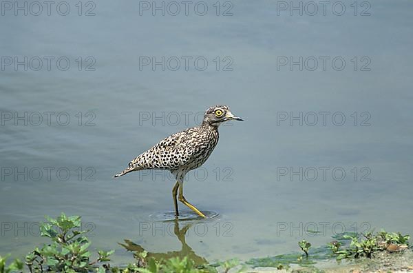 Spotted spotted thick-knee