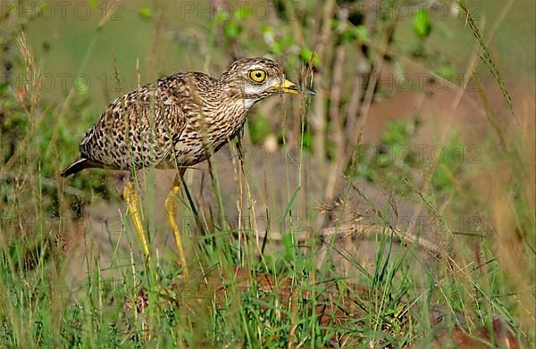 Spotted spotted thick-knee