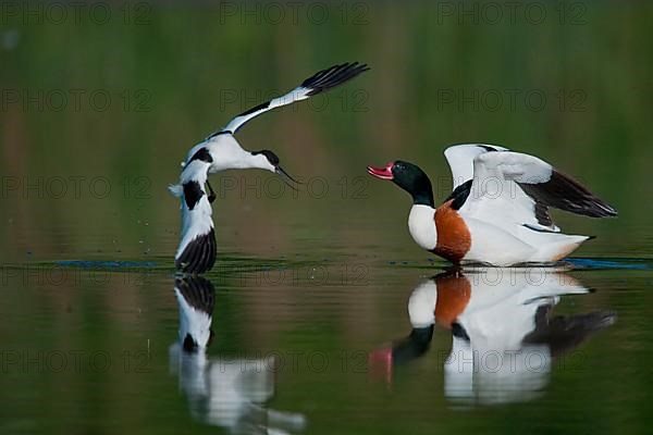 Adult common shelduck