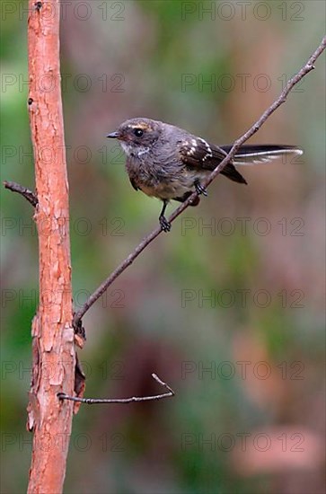 New Zealand Fantail