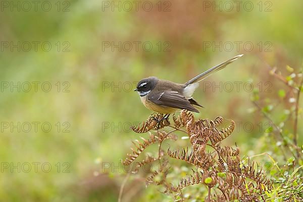 New Zealand Fantail