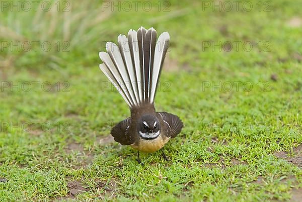 New Zealand Fantail