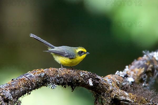 Golden-bellied Fantail