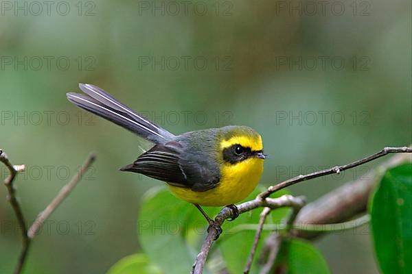 Golden-bellied Fantail