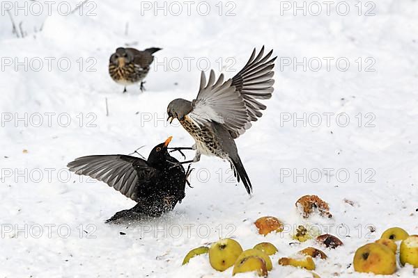 Adult fieldfare