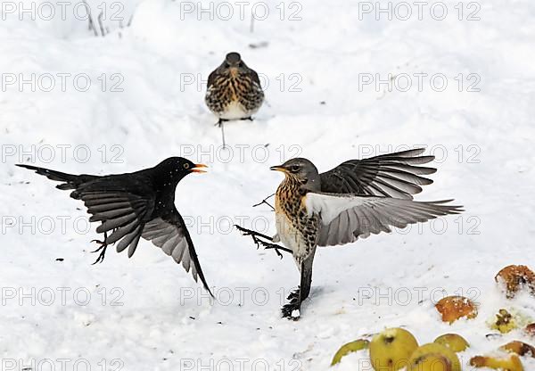 Adult fieldfare