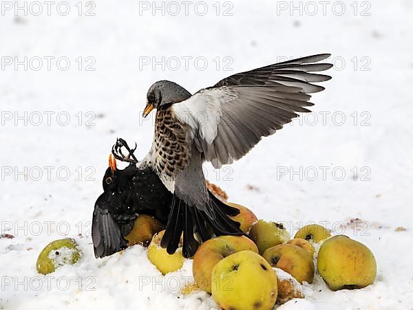 Adult fieldfare