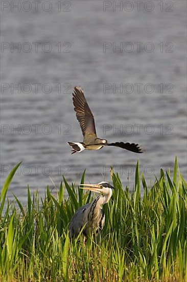 Grey Heron